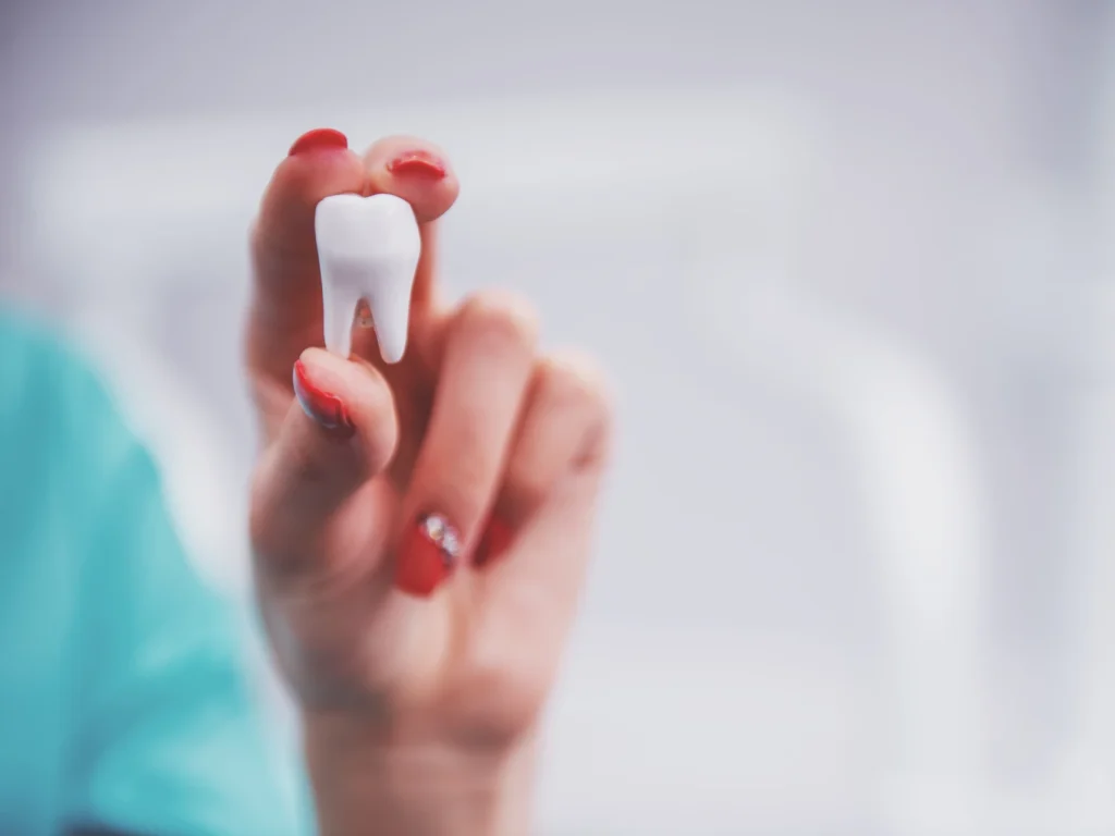 Dentist holding tooth model | Tooth extractions in Wilmington, NC